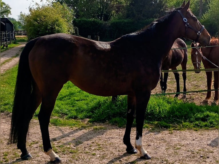 Pura sangre inglés Yegua 11 años 163 cm Castaño in Gouttières