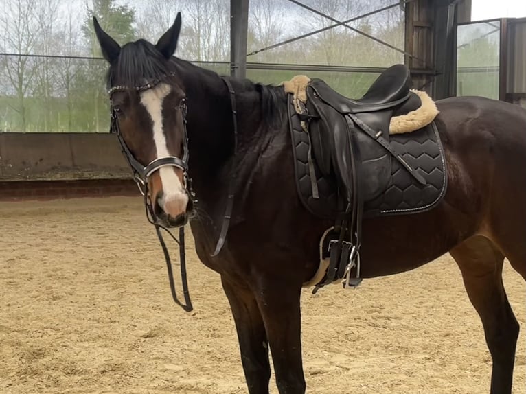 Pura sangre inglés Yegua 11 años 164 cm Castaño in DörpenHeede