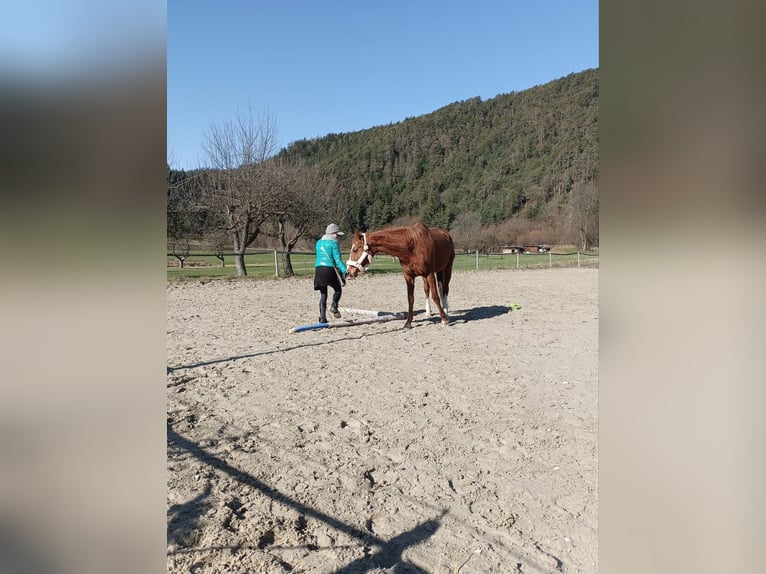 Pura sangre inglés Yegua 12 años 165 cm Alazán in Reith bei Seefeld