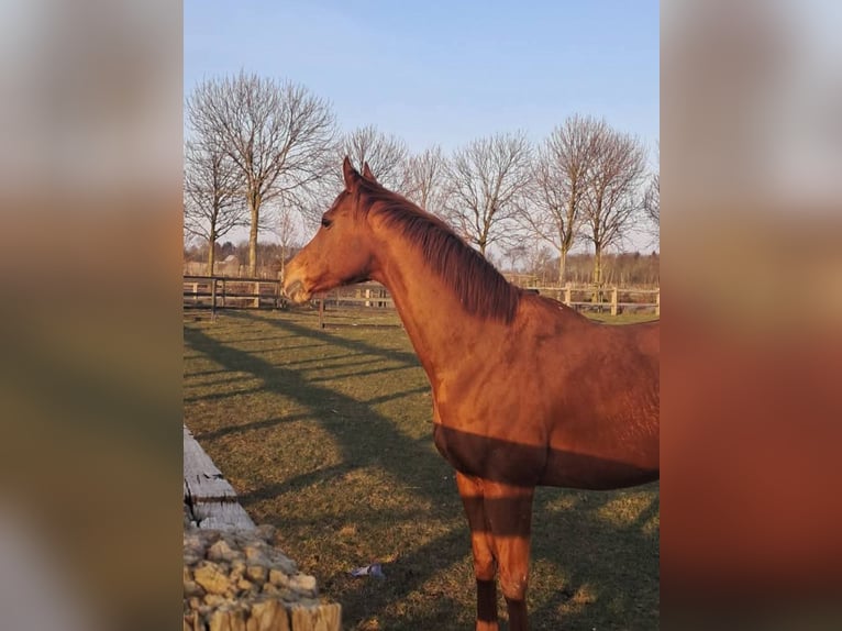 Pura sangre inglés Yegua 13 años 163 cm Alazán in Alkersum