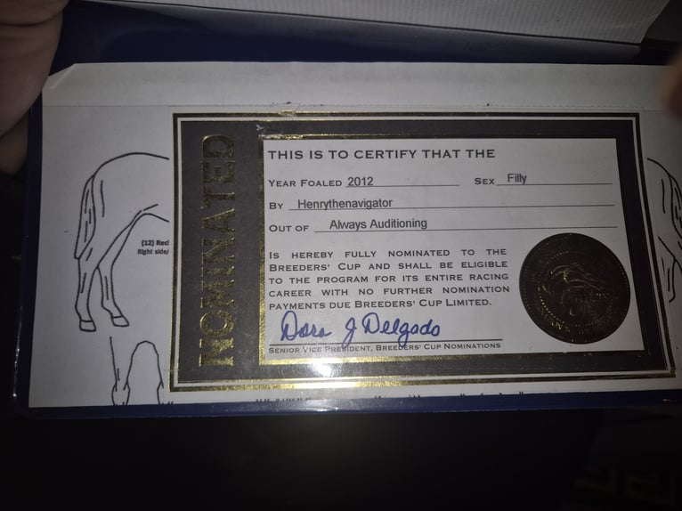 Pura sangre inglés Yegua 13 años 163 cm White/Blanco in M&#xF6;nchengladbacho