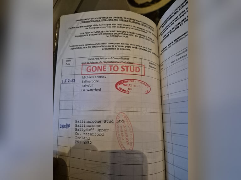 Pura sangre inglés Yegua 13 años 163 cm White/Blanco in M&#xF6;nchengladbacho