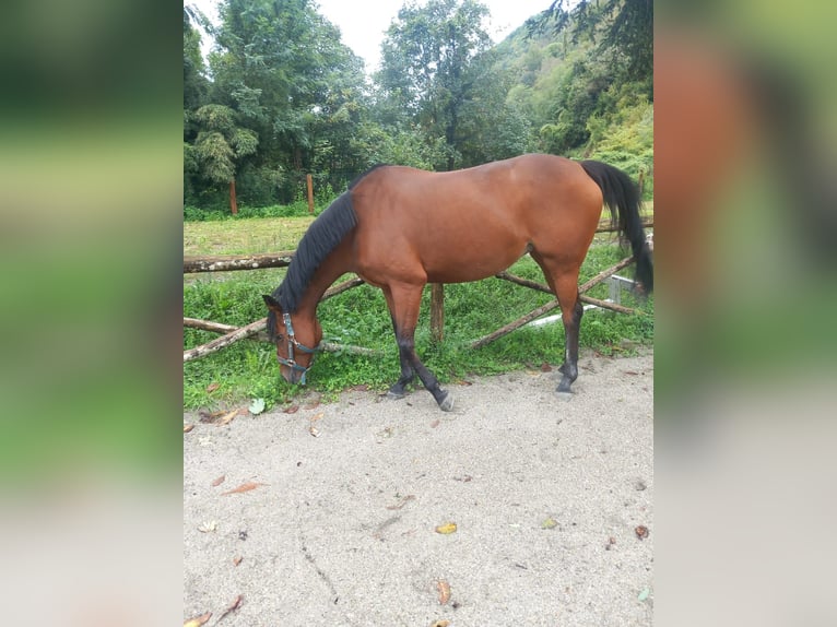 Pura sangre inglés Yegua 13 años Castaño in Carasco