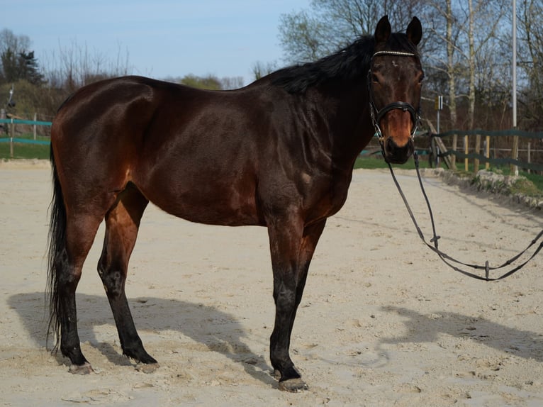 Pura sangre inglés Yegua 14 años 160 cm Castaño in Fröndenberg/Ruhr