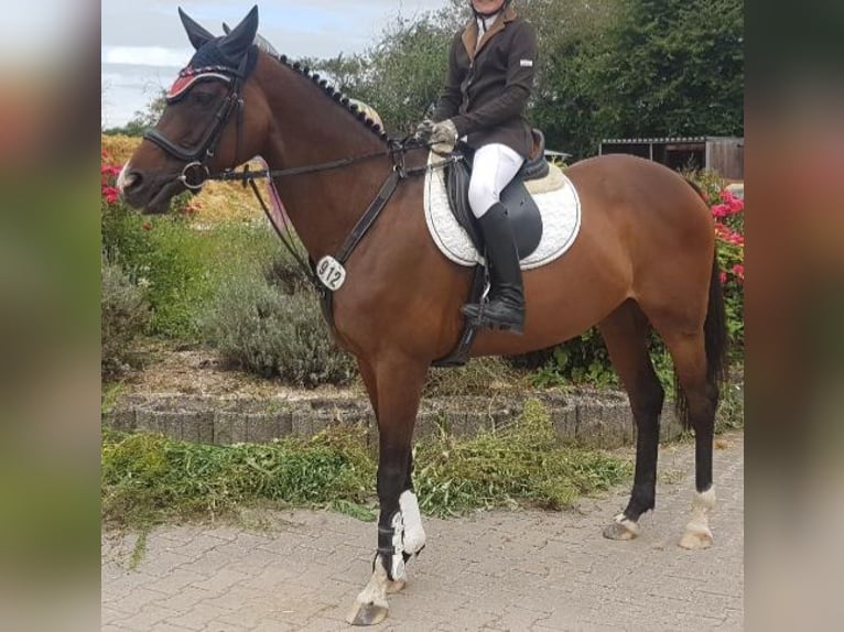 Pura sangre inglés Yegua 14 años 160 cm Castaño oscuro in Weiterstadt