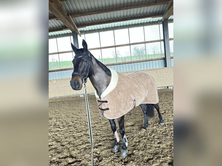 Pura sangre inglés Yegua 16 años 166 cm Morcillo in Kürten