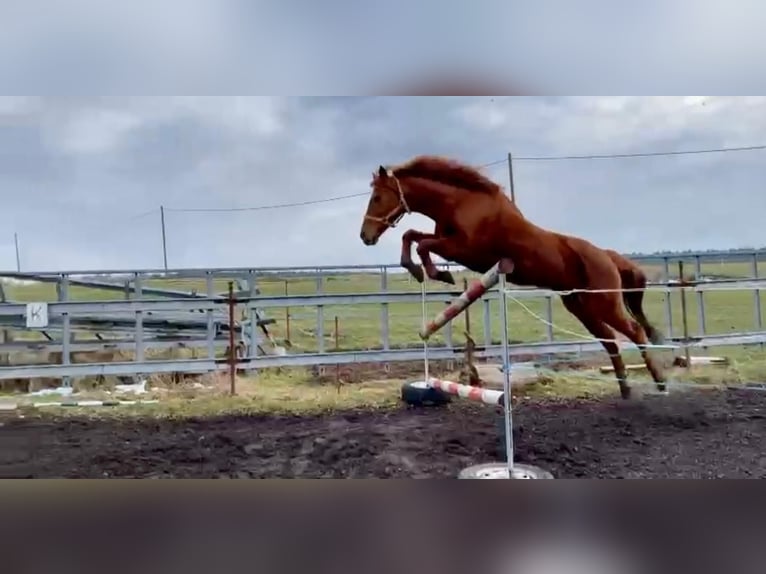 Pura sangre inglés Yegua 18 años 155 cm Alazán in Mildenau