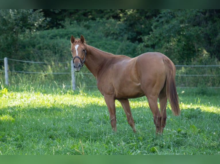 caballos pura sangre in vendita