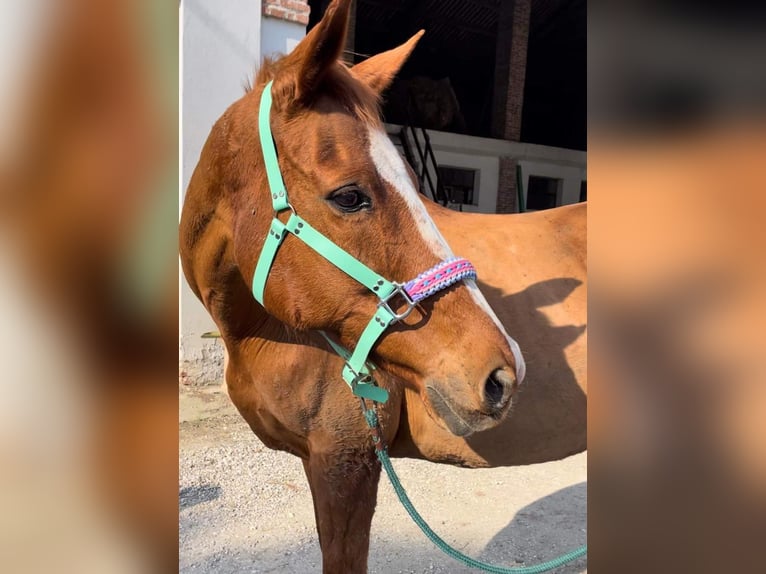 Pura sangre inglés Yegua 20 años 160 cm Alazán in Sandrigo