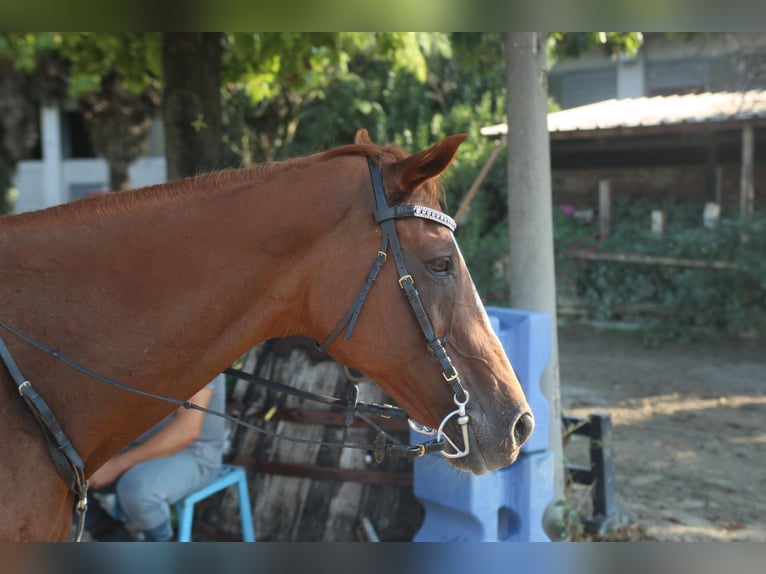 Pura sangre inglés Yegua 20 años 160 cm Alazán in Sandrigo