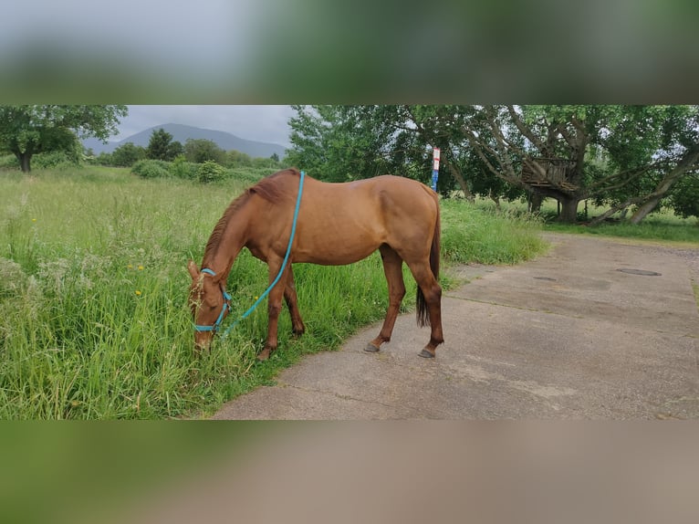 Pura sangre inglés Yegua 21 años 156 cm Alazán in Neustadt an der Weinstraße