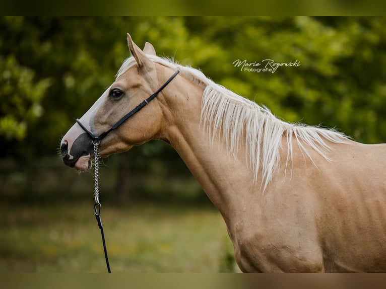Pura sangre inglés Yegua 3 años 156 cm Palomino in Beaumont-Pied-de-Buf