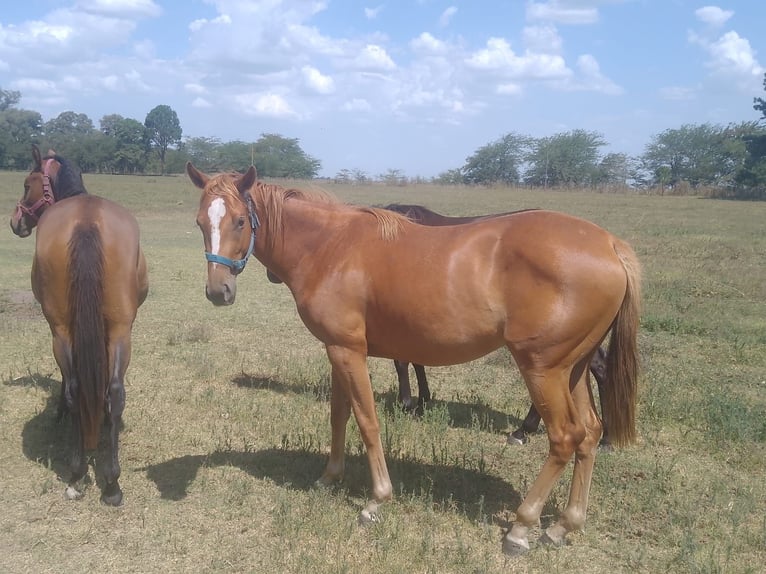 Pura sangre inglés Yegua 3 años 160 cm Alazán in LA AZOTEA GRANDE