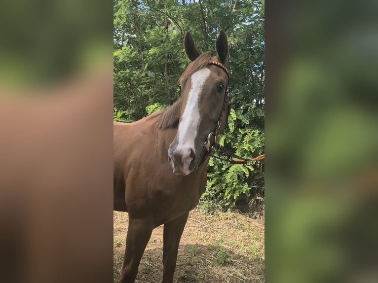 Pura sangre inglés Yegua 3 años 163 cm Alazán in Neuenhagen