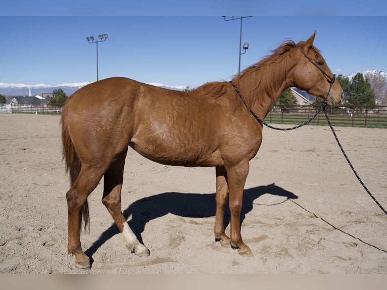 Pura sangre inglés Yegua 3 años 163 cm Alazán-tostado in West Jordan