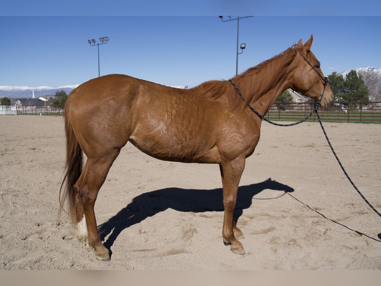 Pura sangre inglés Yegua 3 años 163 cm Alazán-tostado in West Jordan