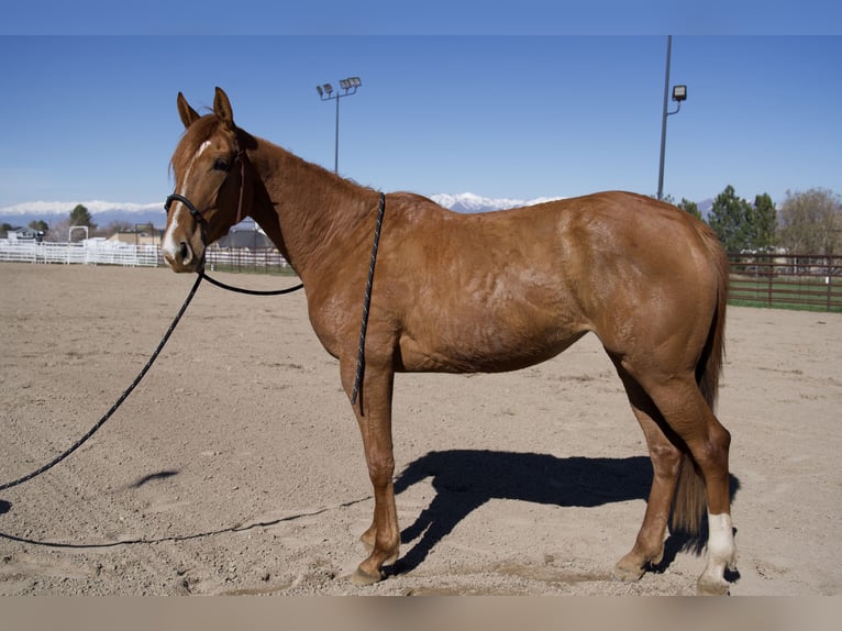 Pura sangre inglés Yegua 3 años 163 cm Alazán-tostado in West Jordan