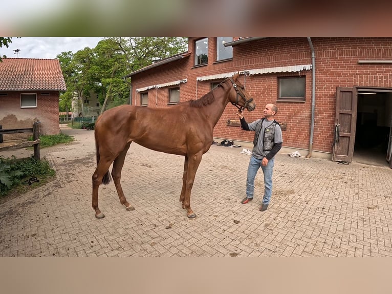 Pura sangre inglés Yegua 3 años 164 cm Alazán in Neuenhagen bei Berlin
