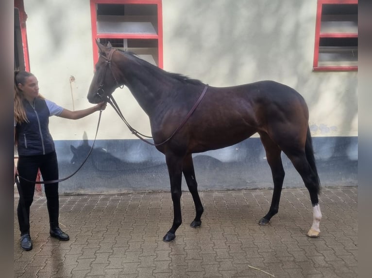 Pura sangre inglés Yegua 3 años 165 cm Castaño in Köln