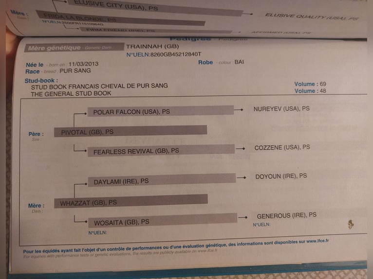 Pura sangre inglés Yegua 3 años 165 cm Castaño in Naila
