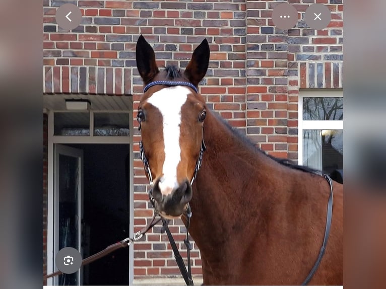 Pura sangre inglés Yegua 4 años 158 cm Castaño in Krefeld