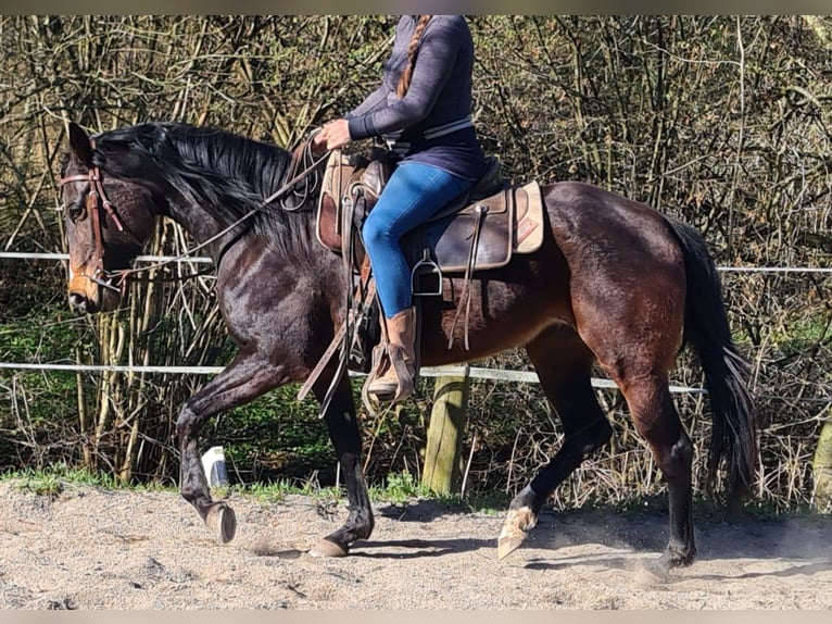 Pura sangre inglés Mestizo Yegua 4 años 158 cm Castaño oscuro in Überlingen
