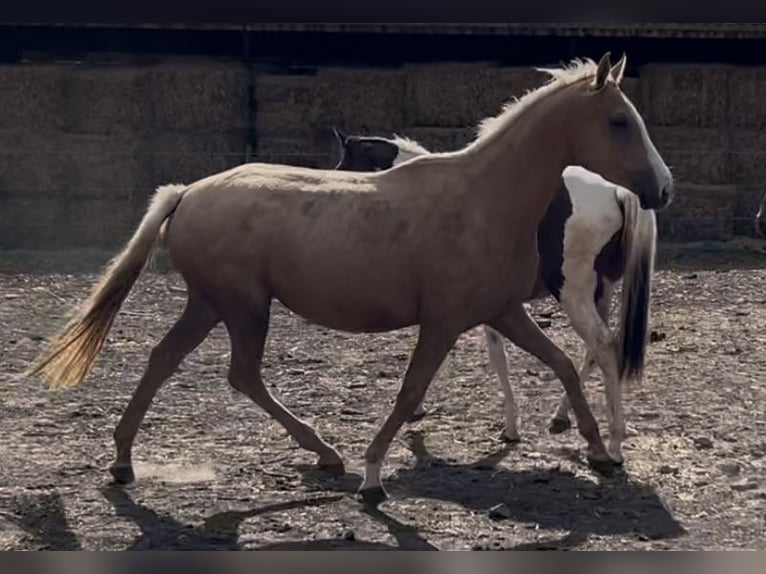 Pura sangre inglés Yegua 4 años 160 cm Palomino in Mücheln (Geiseltal)