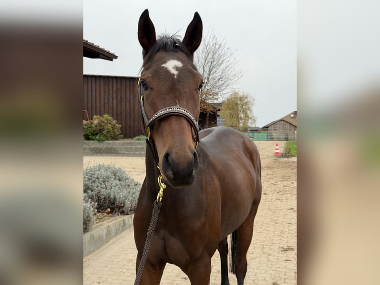 Pura sangre inglés Yegua 4 años 163 cm Castaño in Mittenwalde