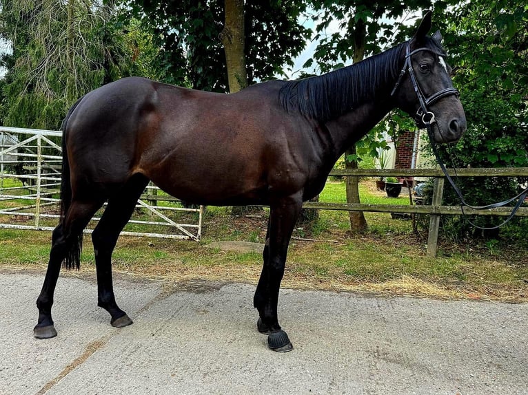 Pura sangre inglés Yegua 4 años 163 cm Castaño oscuro in Essex