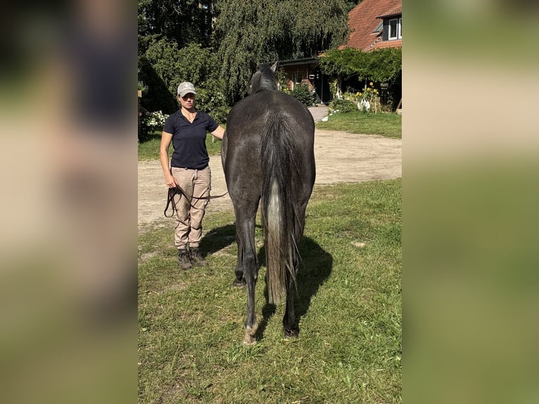 Pura sangre inglés Yegua 4 años 163 cm Tordillo negro in Schneverdingen
