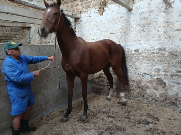 Pura sangre inglés Yegua 4 años 165 cm Castaño in LE LUOT