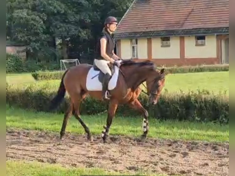 Pura sangre inglés Yegua 4 años 165 cm Castaño in Neuenhagen Pura sangre inglés Yegua 4 años 165 cm Castaño in Neuenhagen