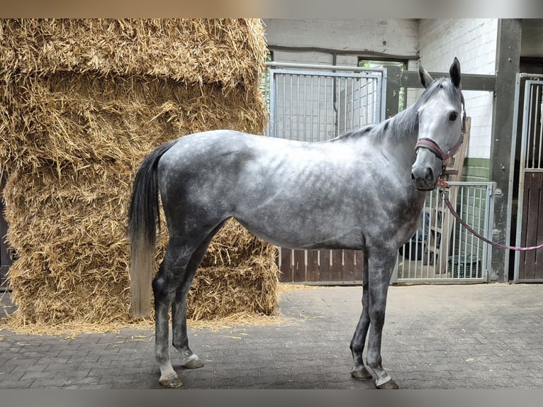 Pura sangre inglés Yegua 4 años 166 cm in Moers