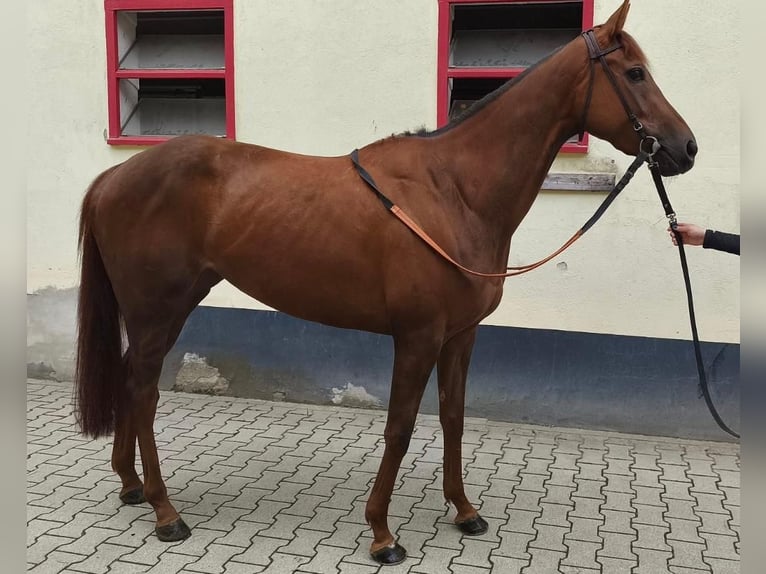 Pura sangre inglés Yegua 4 años 167 cm Alazán in Köln