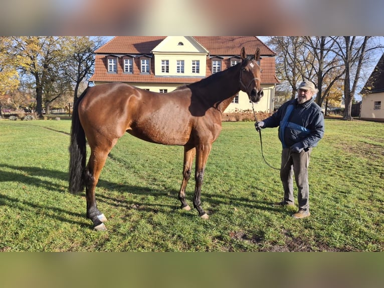 Pura sangre inglés Yegua 4 años 168 cm in Neuenhagen