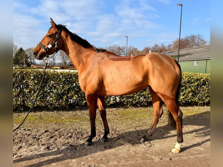 Pura sangre inglés Yegua 4 años 171 cm Castaño in Renswoude