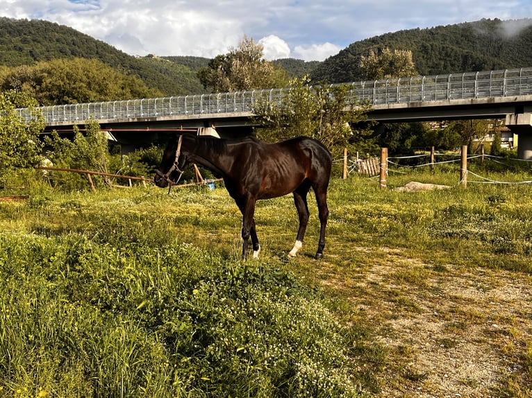 Pura sangre inglés Yegua 4 años 175 cm Castaño in Spoleto