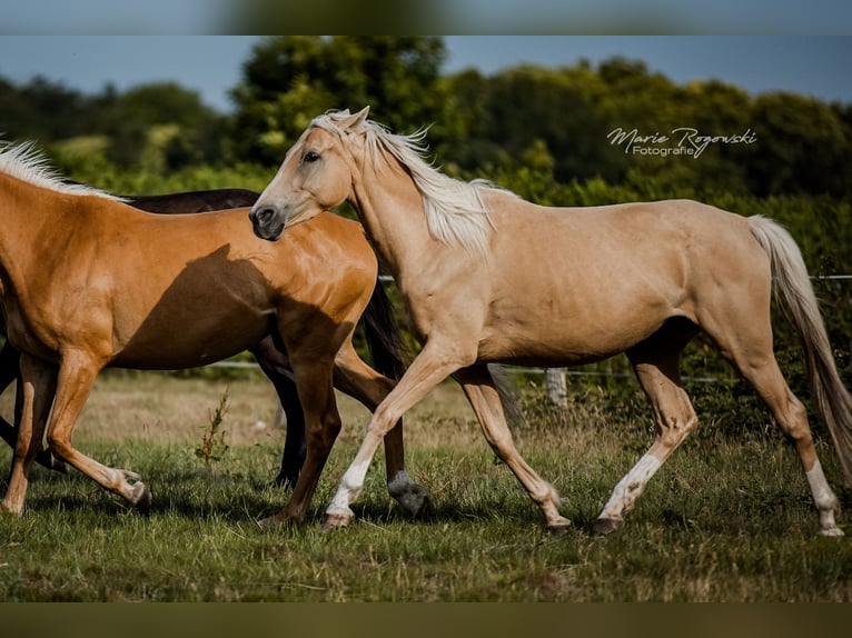 Pura sangre inglés Yegua 5 años 151 cm Palomino in Beaumont-Pied-de-Buf