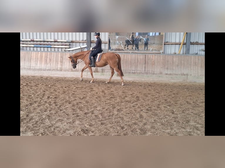 Pura sangre inglés Yegua 5 años 157 cm Alazán in Oyten