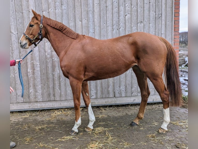 Pura sangre inglés Yegua 5 años 160 cm Alazán in Altlandsberg