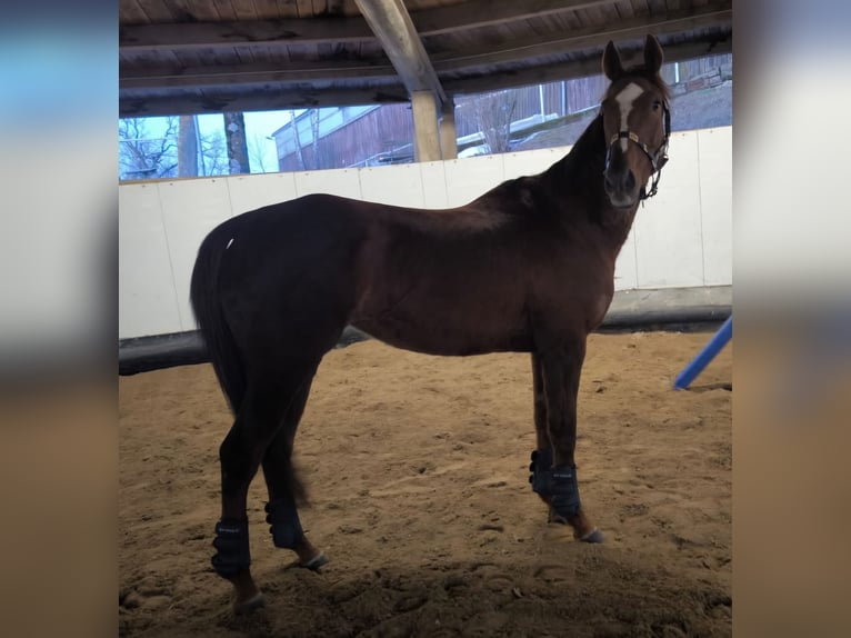 Pura sangre inglés Yegua 5 años 160 cm Alazán in Kirchberg-Thening