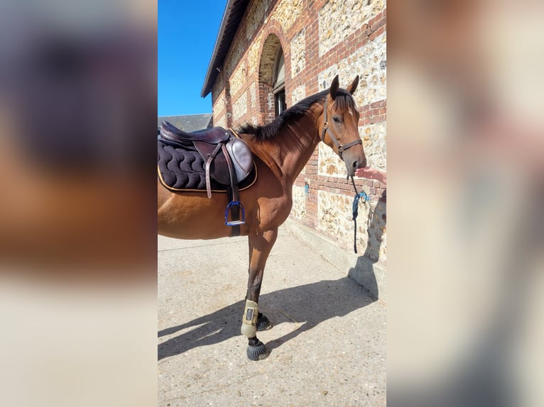 Pura sangre inglés Yegua 5 años 160 cm Castaño in Montivilliers