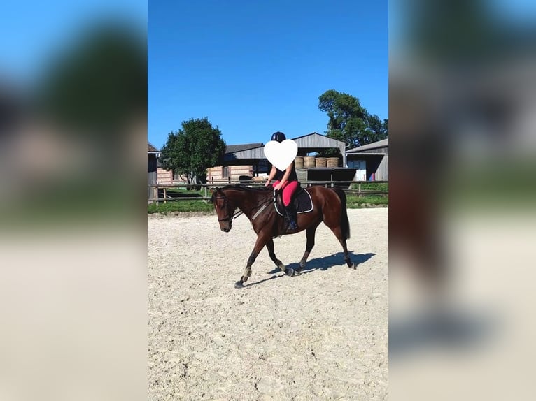 Pura sangre inglés Yegua 5 años 160 cm Castaño in Montivilliers