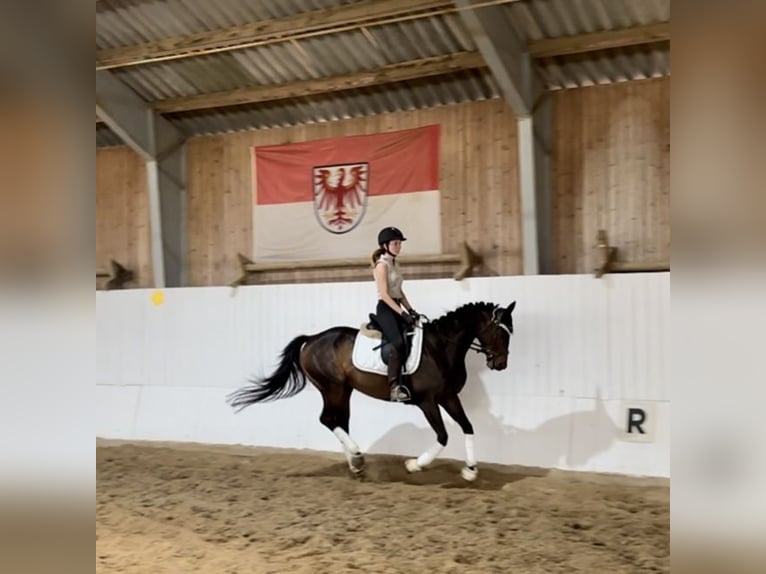 Pura sangre inglés Yegua 5 años 163 cm Castaño in Berlin