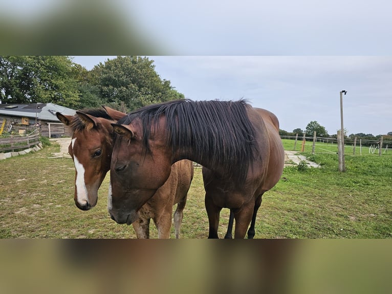 Pura sangre inglés Yegua 5 años 164 cm Castaño in Ahrensbök