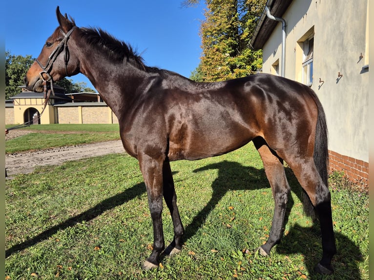 Pura sangre inglés Yegua 5 años 164 cm Castaño oscuro in Neuenhagen