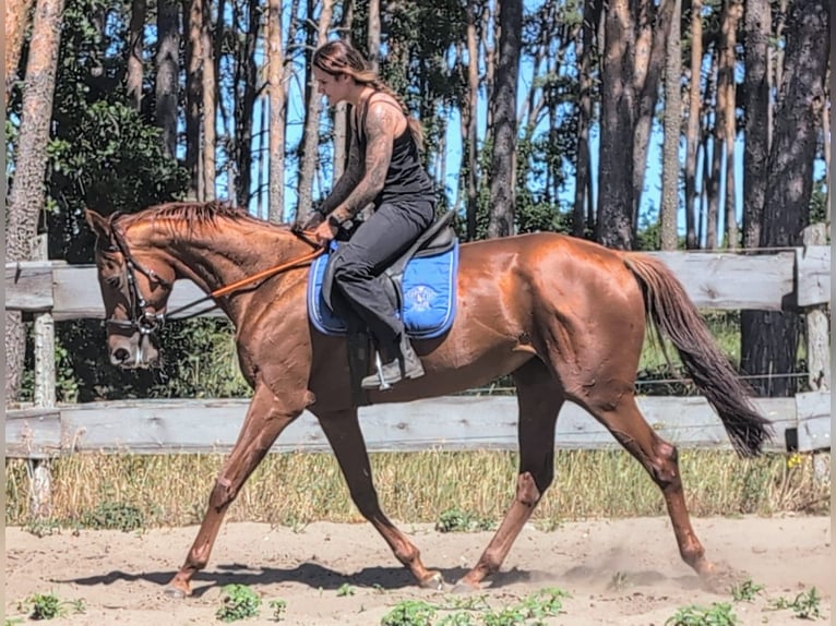 Pura sangre inglés Yegua 5 años 165 cm Alazán in M&#xF6;ser