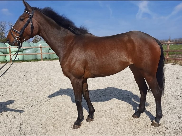 Pura sangre inglés Yegua 6 años 158 cm Castaño in Lettelbert