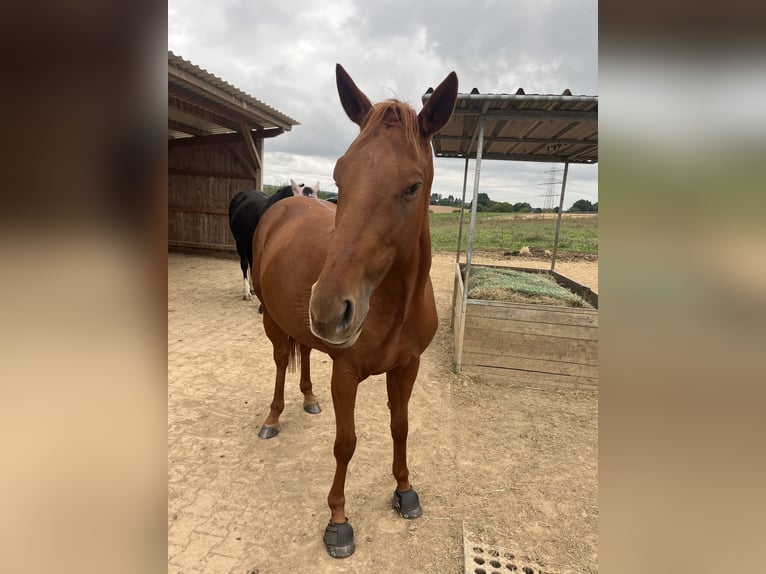 Pura sangre inglés Yegua 6 años 160 cm Alazán in Gründau