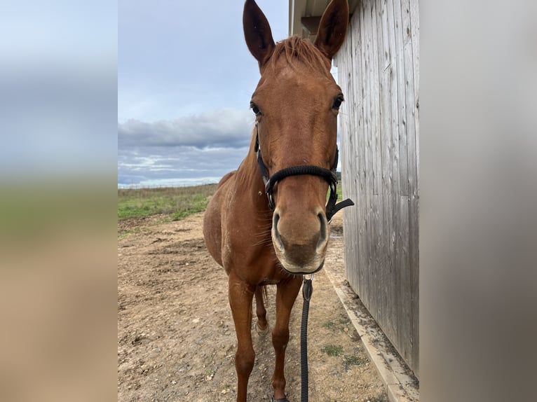 Pura sangre inglés Yegua 6 años 160 cm Alazán in Gründau